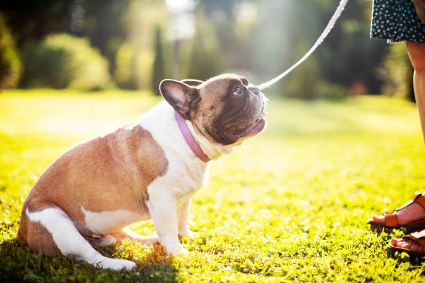 istock Young woman walking with her dog 1329822560