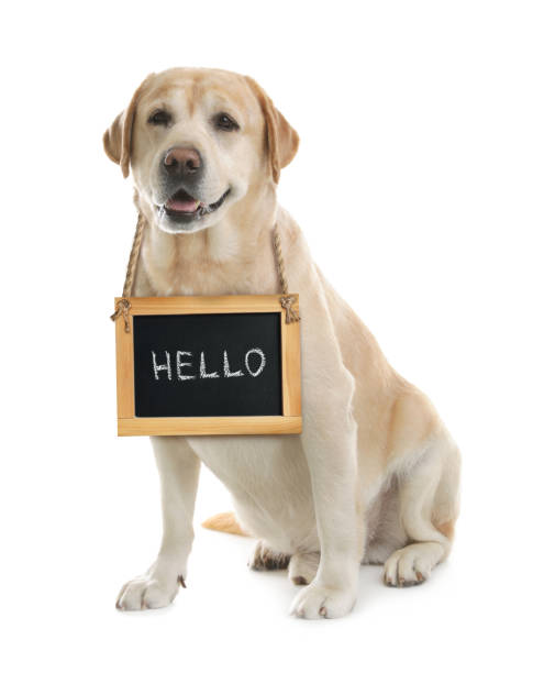 istock Adorable dog with Hello sign on white background 1329822854