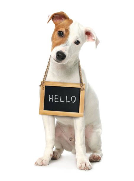 istock Adorable dog with Hello sign on white background 1329823453