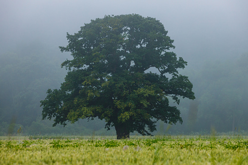 Am old oak tree in the fog