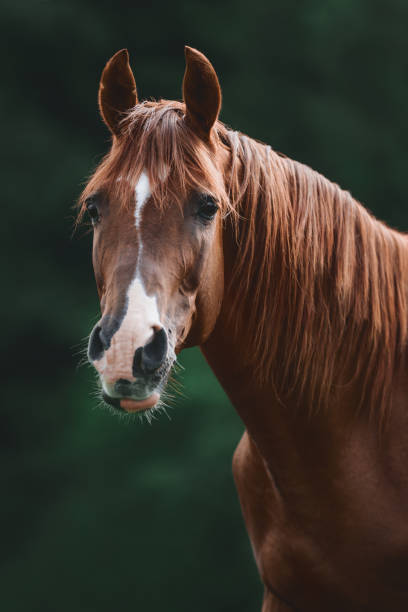 夏のフィールドで見事な赤いトラケナー種牡馬 - trakehner horse ストックフォトと画像