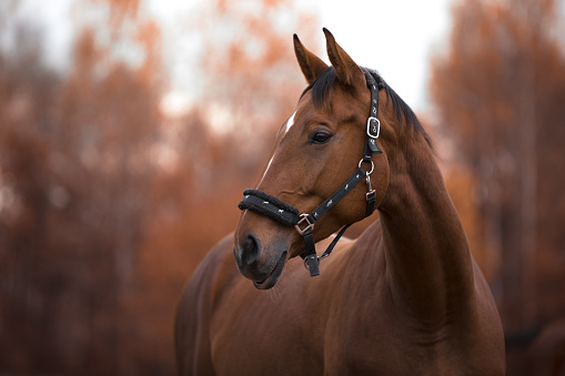 portrait of beautiful mare horse with white spot in forehead in the evening in autumn landscape
