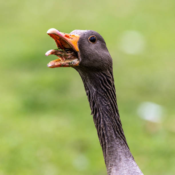 Head shot of a hissing greylag goose, Anser anser Head shot of a hissing greylag goose, Anser anser. The greylag goose is a species of large goose in the waterfowl family Anatidae and the type species of the genus Anser. anseriformes photos stock pictures, royalty-free photos & images