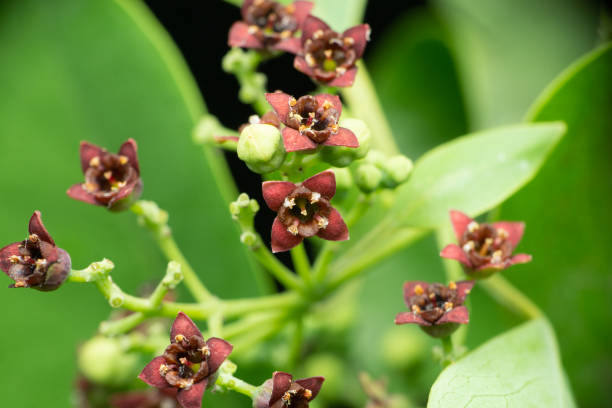 blume des sandholzbaums, santalum paniculatum, satara, maharashtra, indien - sandelholz stock-fotos und bilder