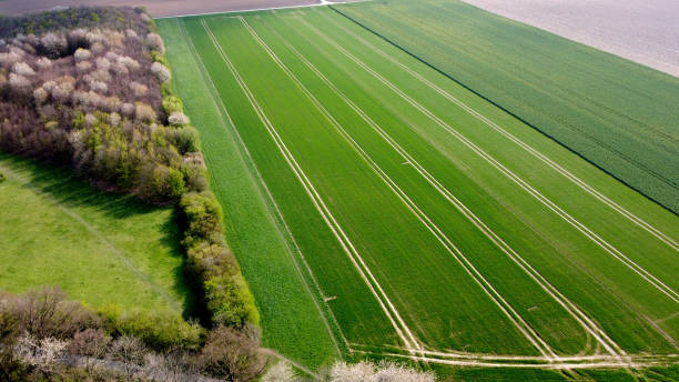 istock An aerial view with a drone over a green field (grain) with adjacent forest in Germany 1329826342