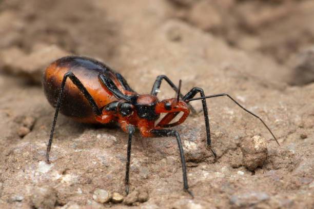 istock Assassin bug, Rhynocoris iracundus, Satara, Maharashtra, India 1329826608