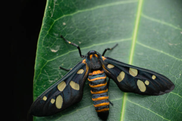 istock Spoted moth, Amata phegea, Satara, Maharashtra, India 1329827392