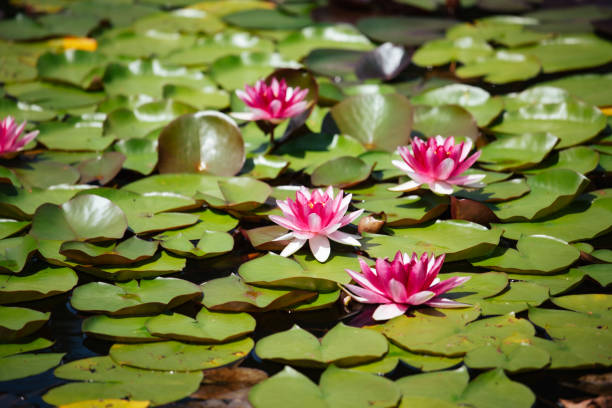istock Beautiful lotus flowers 1329828496