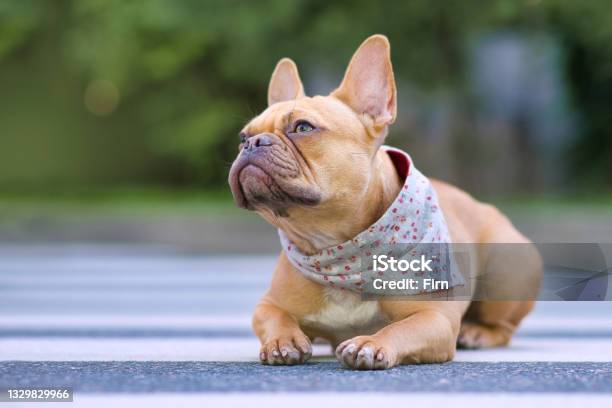 Well Behaved Red French Bulldog Dog Wearing A Floral Bandanna Stock Photo - Download Image Now