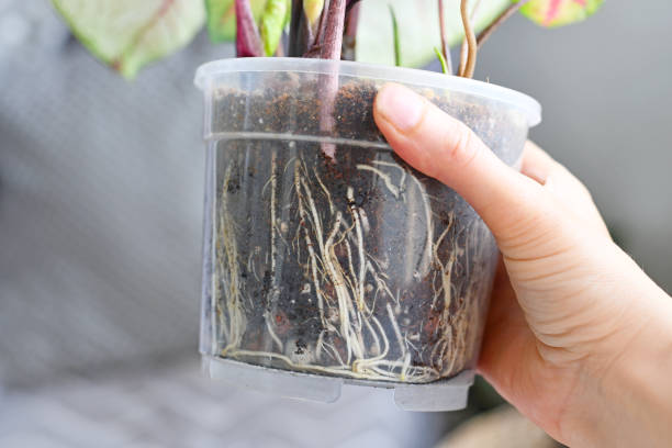 Healthy roots of houseplant in soil in transparent flower pot Healthy roots of houseplant in soil in transparent flower pot hold by hand heathy stock pictures, royalty-free photos & images