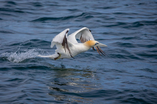 istock Northern Gannets Diving & Flying 1329831509