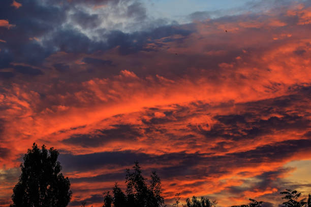 istock Colorful sunset over the trees 1329831540