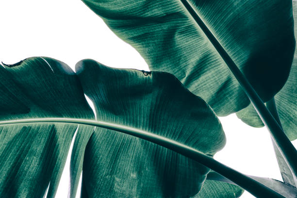 istock tropical leaf, large banana foliage 1329831562