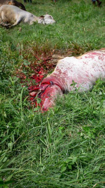 istock Slaughtering of sacrificial animals on the Islamic Eid al-Adha 1329832636