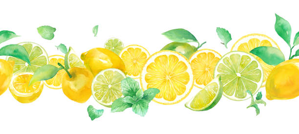 A refreshing watercolor illustration of citrus and mint. Seamless pattern. Decorative line. Lemon and lime. A refreshing watercolor illustration of citrus and mint. Seamless pattern. Decorative line. Lemon and lime. intercalated disc stock illustrations