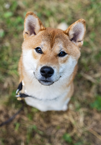 Cute Shiba Inu dog looking at camera