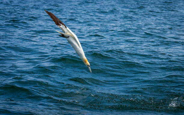 Northern Gannets Diving & Flying