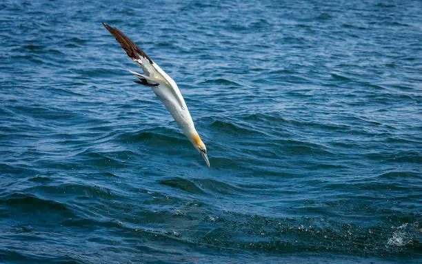 Photo of Northern Gannets Diving & Flying