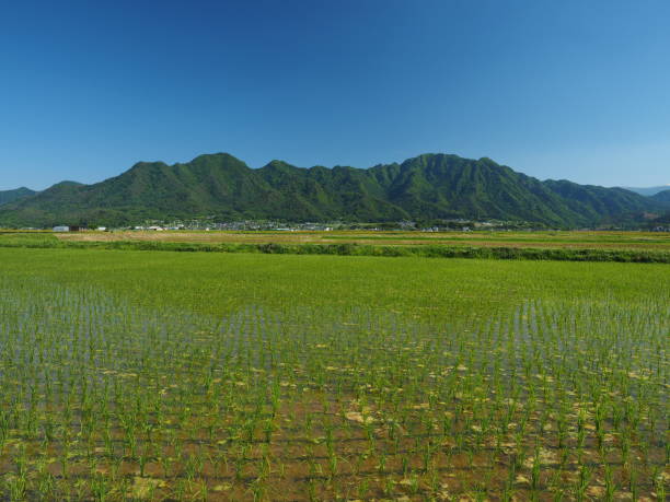 istock Rural landscape, rice field and mountains 1329833257