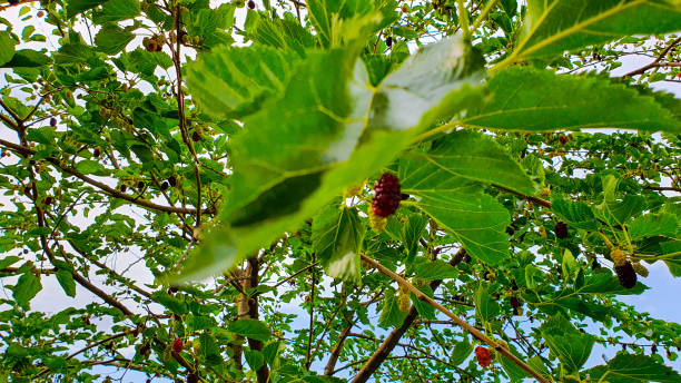 time for nature - love growth time of day cheerful imagens e fotografias de stock