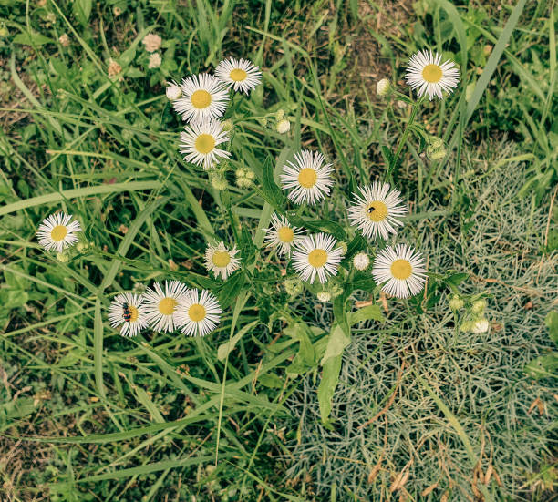 time for nature - love growth time of day cheerful imagens e fotografias de stock