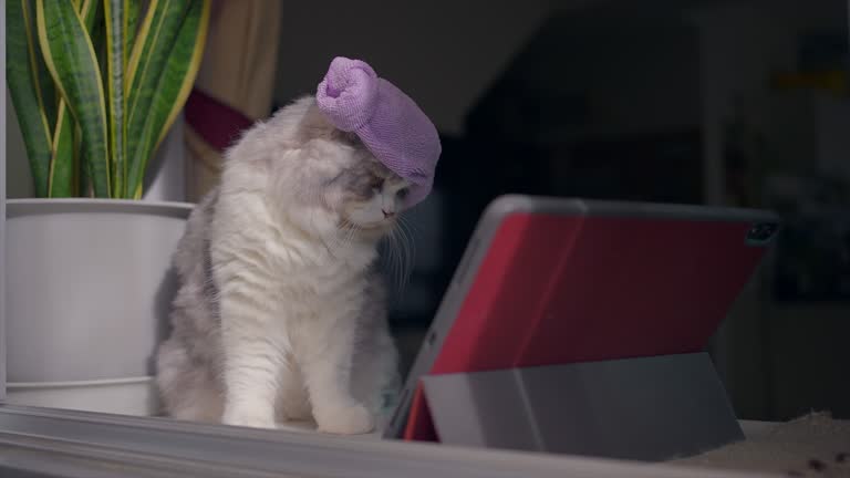 Why your cat needs an iPad