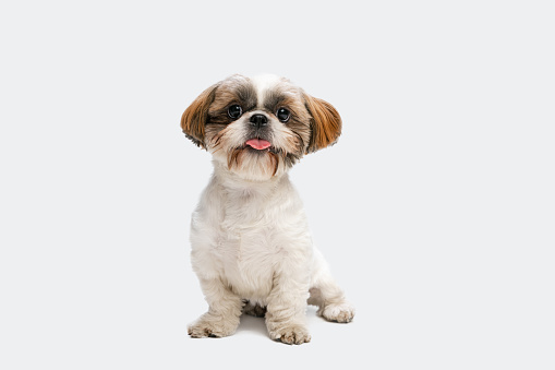 One cute little Shih Tzu dog, puppy sitting on floor with sticked out tongue isolated on white studio background with copyspace for ad. Concept of motion, movement, pets love, animal life.