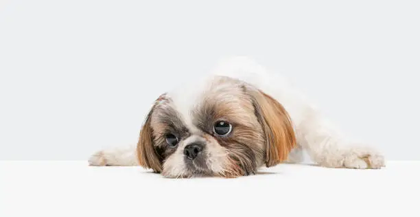 Photo of Portrait of cute little doggy, Shih Tzu dog lying on floor and looking away isolated over white studio background. Flyer