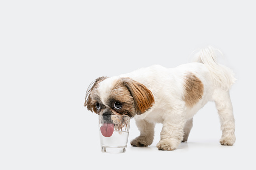 Thirsty, tired. Portrait of cute little Shih Tzu dog, puppy drinking water from glass isolated on white studio background. Concept of motion, movement, pets love, animal life.