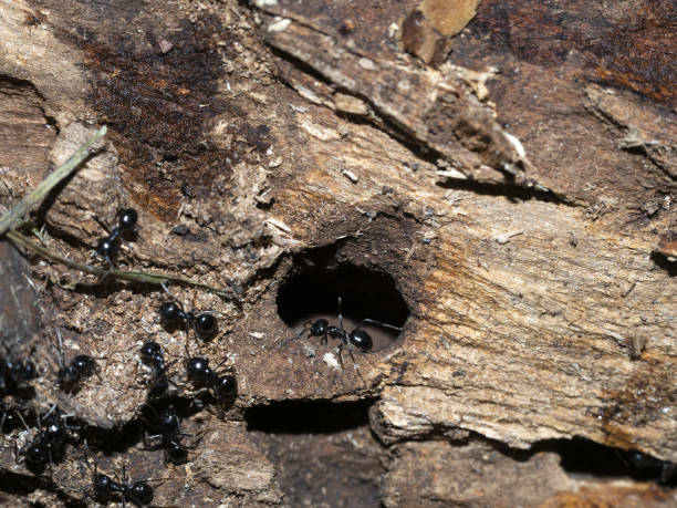 istock ants inside anthill in the wood 1329835653