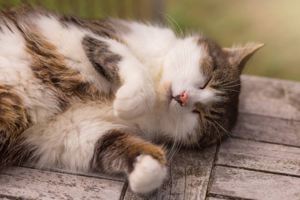 istock cat enjoying relaxing time on garden table 1329835727
