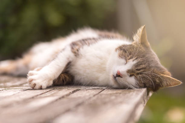 cat enjoying relaxing time on garden table, dreaming