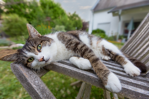 cat relaxing in lawn chair, garden and house in background, wide angle