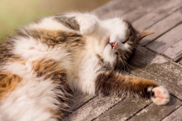 istock cat enjoying relaxing time on garden table 1329835808