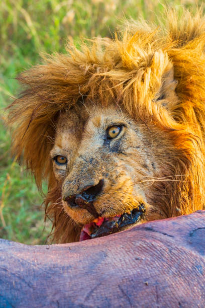 istock Male lion at a kill with an angry look 1329836131