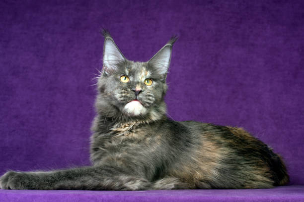 istock A big maine coon cat. 1329837365