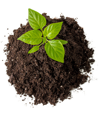 Green sprout in the dirt - view from above. Isolated on a white background.