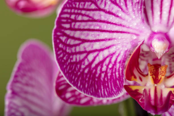 macrophotograph of a fuchsia pink orchid in close-up on a white background