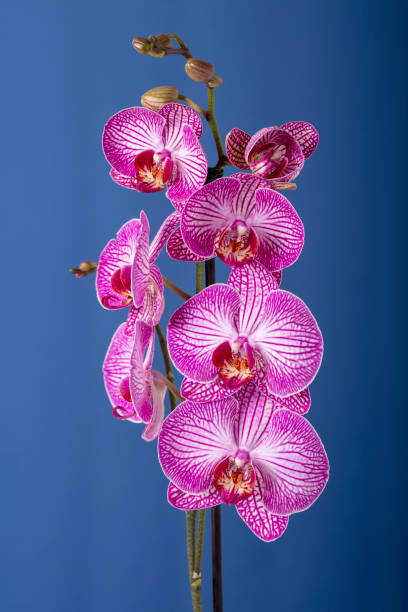 istock Orchid flowers on a blue background 1329837761