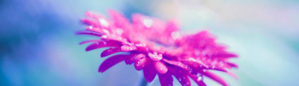 istock Gerbera flower with drops - heart shaped bokeh 1329837833