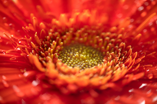 Extreme close-up of a beautiful red Gerbera flower.