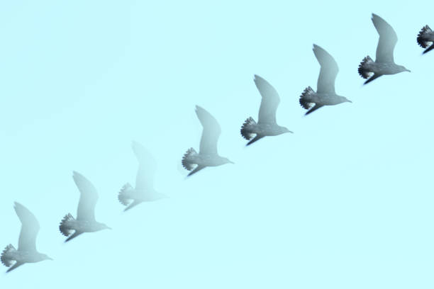 istock Seagull silhouette flying over blue sky. No people 1329838438