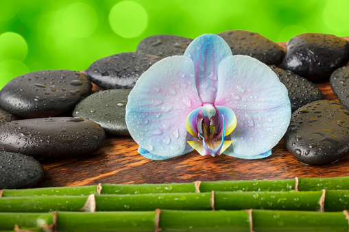 Close-up of Orchid flower, black massage stones and bamboo stems on a green defocused lights background (with beautiful bokeh). Everything is covered with water drops.