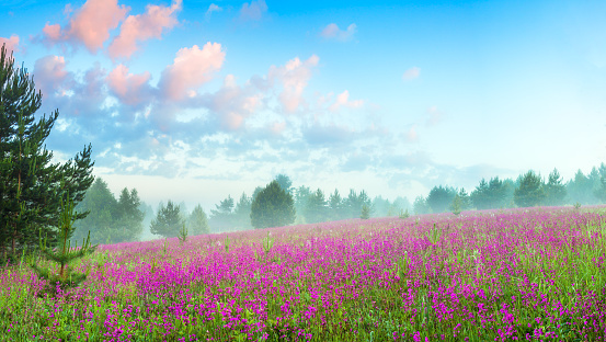 beautiful spring landscape with flowering pink flowers on meadow and forest at sunrise. amazing scenery with blossoming purple wildflowers and blue sky