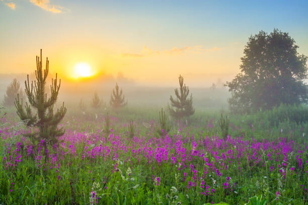 istock spring landscape with blooming flowers on meadow 1329839031