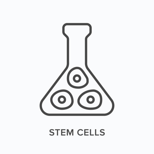 Stem cells flat line icon. Vector outline illustration of chemical flask . Black thin linear pictogram for biology science Stem cells flat line icon. Vector outline illustration of chemical flask . Black thin linear pictogram for biology science. stem cell illustrations stock illustrations