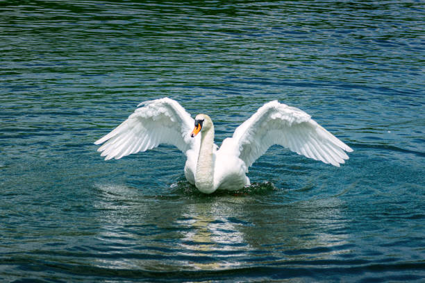 Happy female mute swan flapping her wings in beautiful water in caldecotte lake