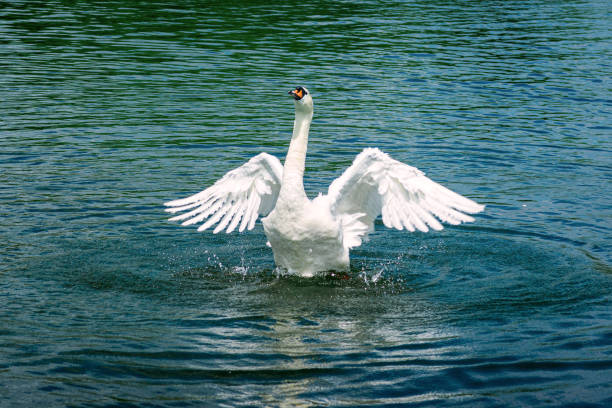 istock Happy female mute swan flapping her wings - 1 1329841792