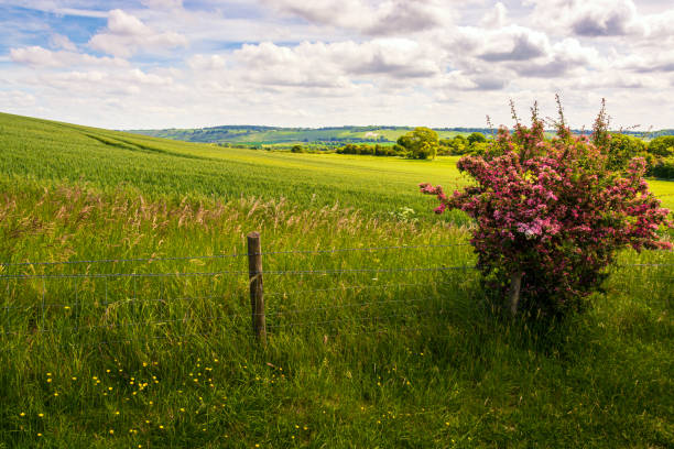 hermoso paisaje en la ladera vista hacia whipsnade - crop buckinghamshire hill pasture fotografías e imágenes de stock