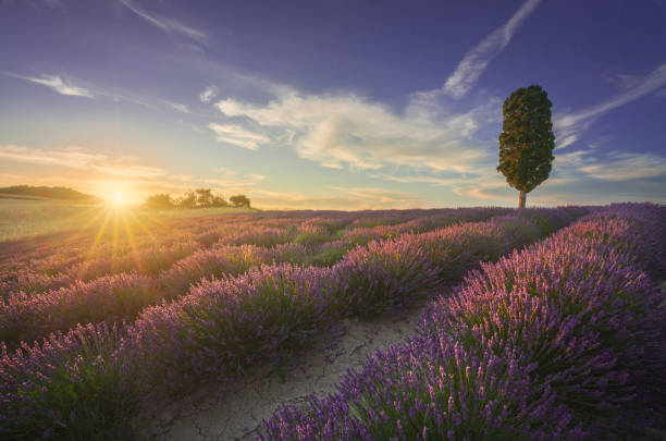 istock Lavender fields and cypress tree at sunset. Orciano, Tuscany, Pisa, Italy 1329843156